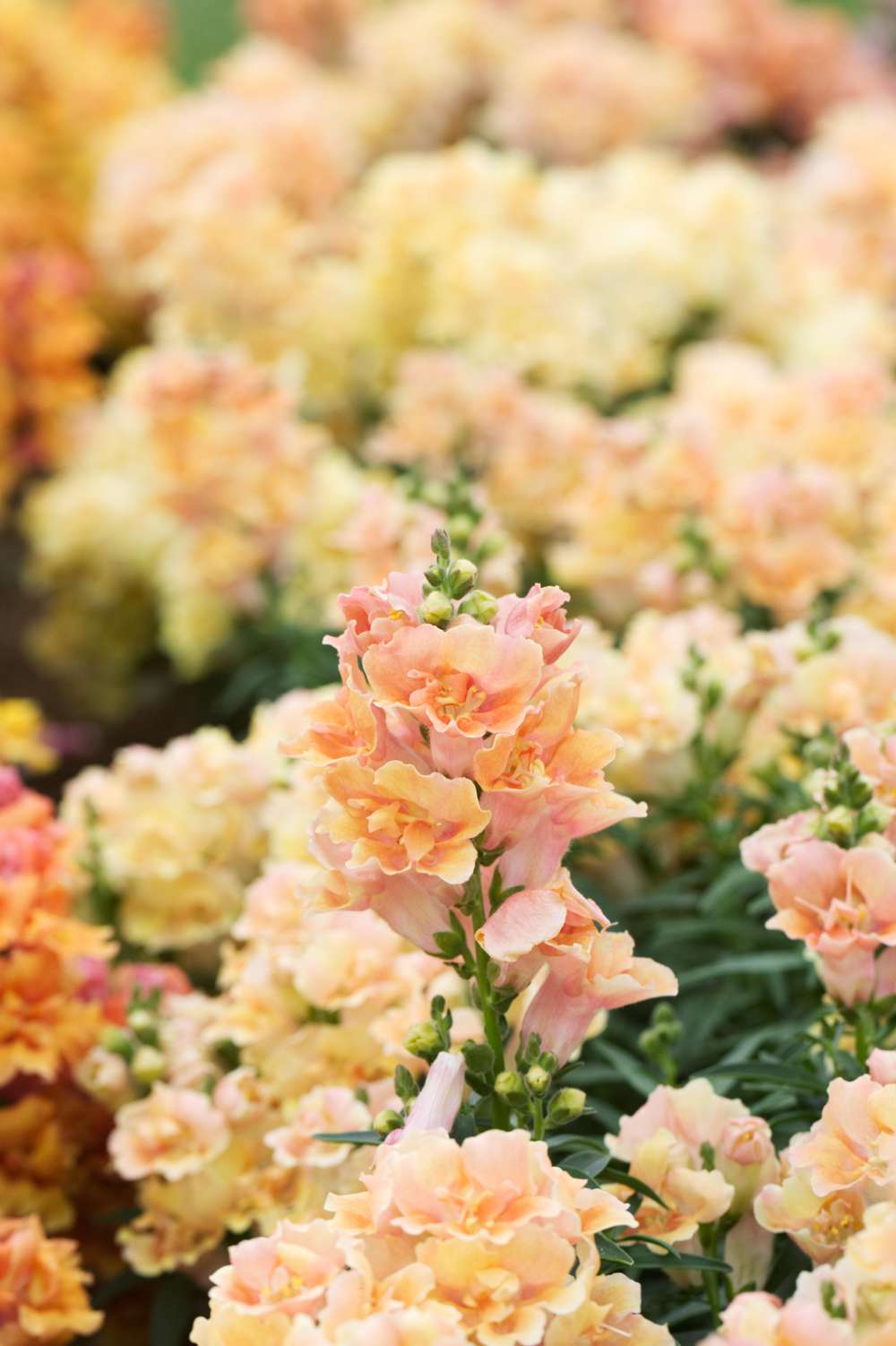 Løvemund 'Doubleshot Peach' (frø)